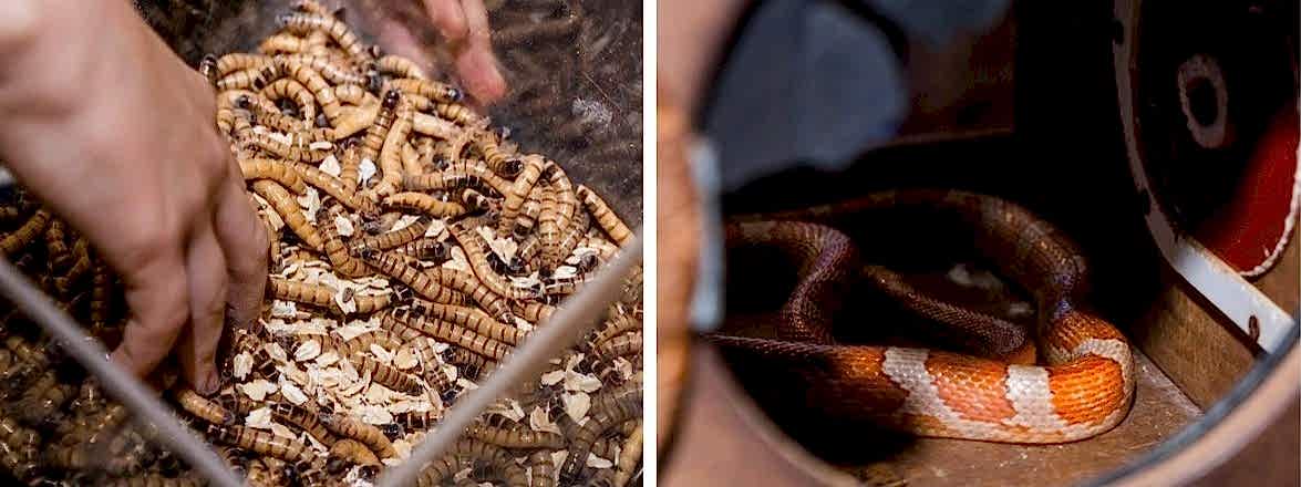 Форт Боярд 2.0